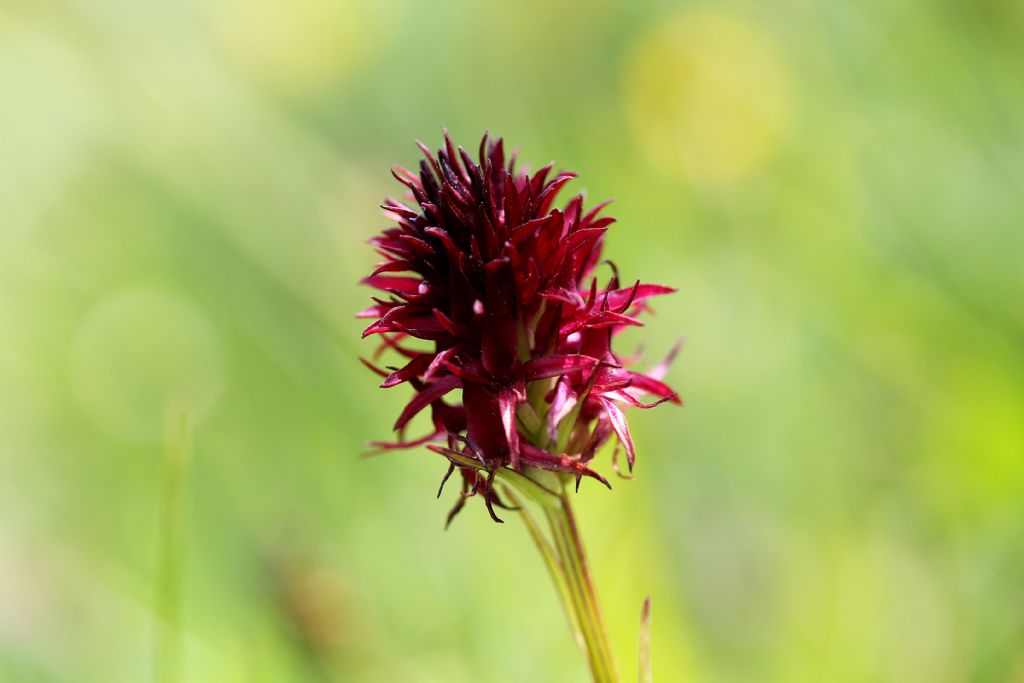 Nigritella rubra?